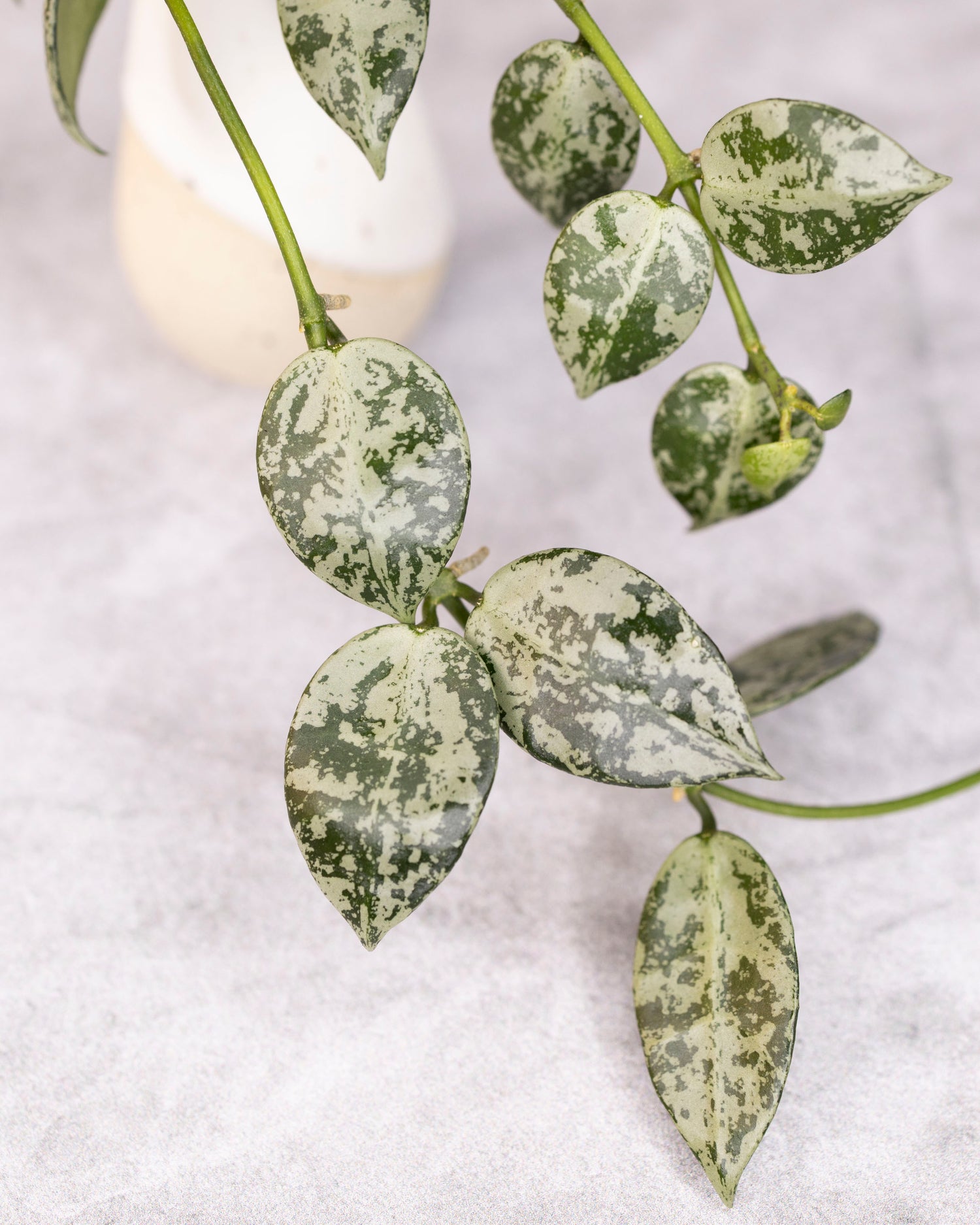 Hoya lacunosa Snow Leopard