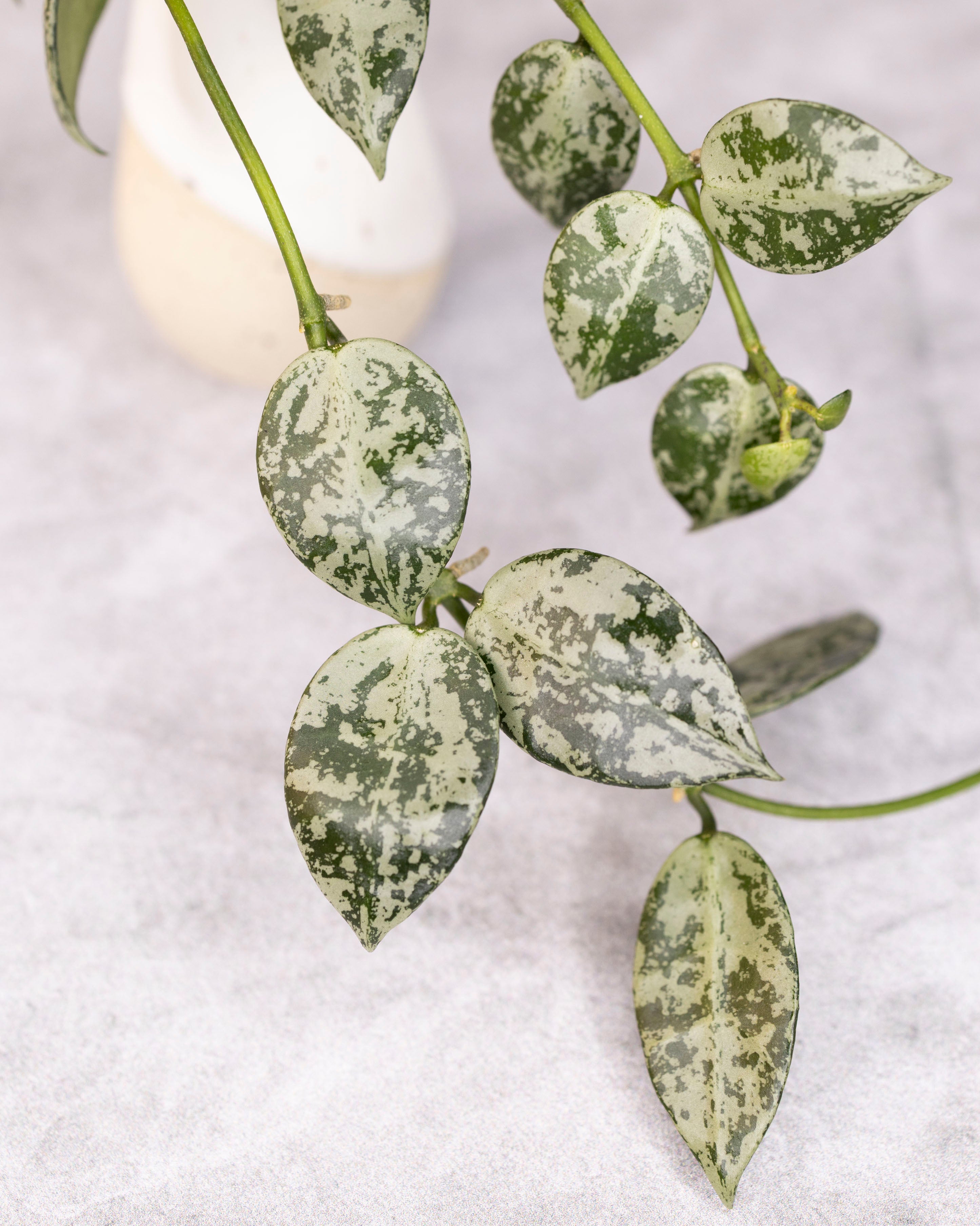 Hoya lacunosa Snow Leopard