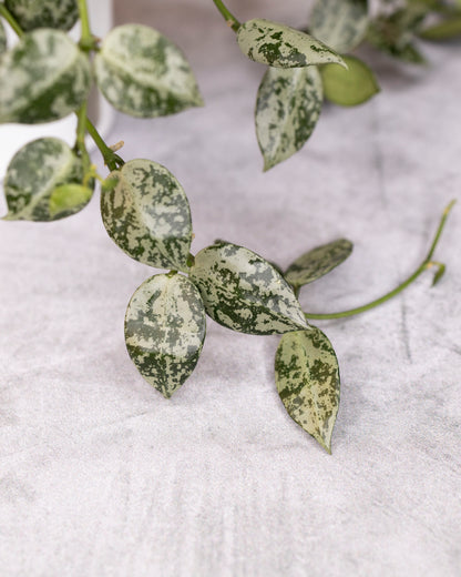 Hoya lacunosa Snow Leopard