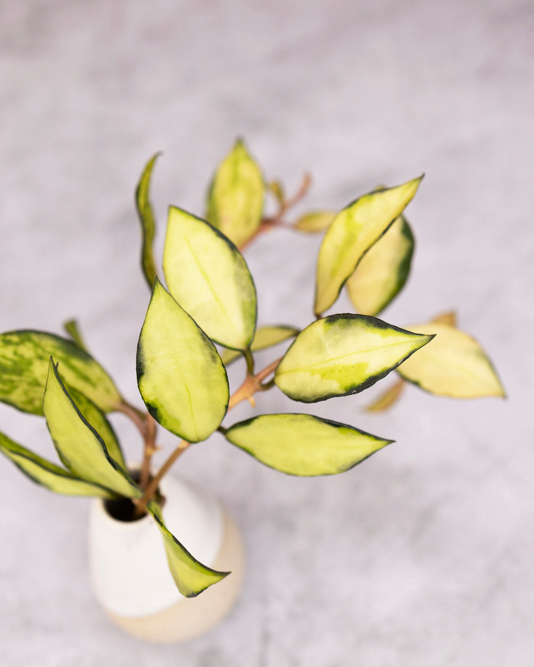 Potted plant with yellow and green leaves on a light gray background
