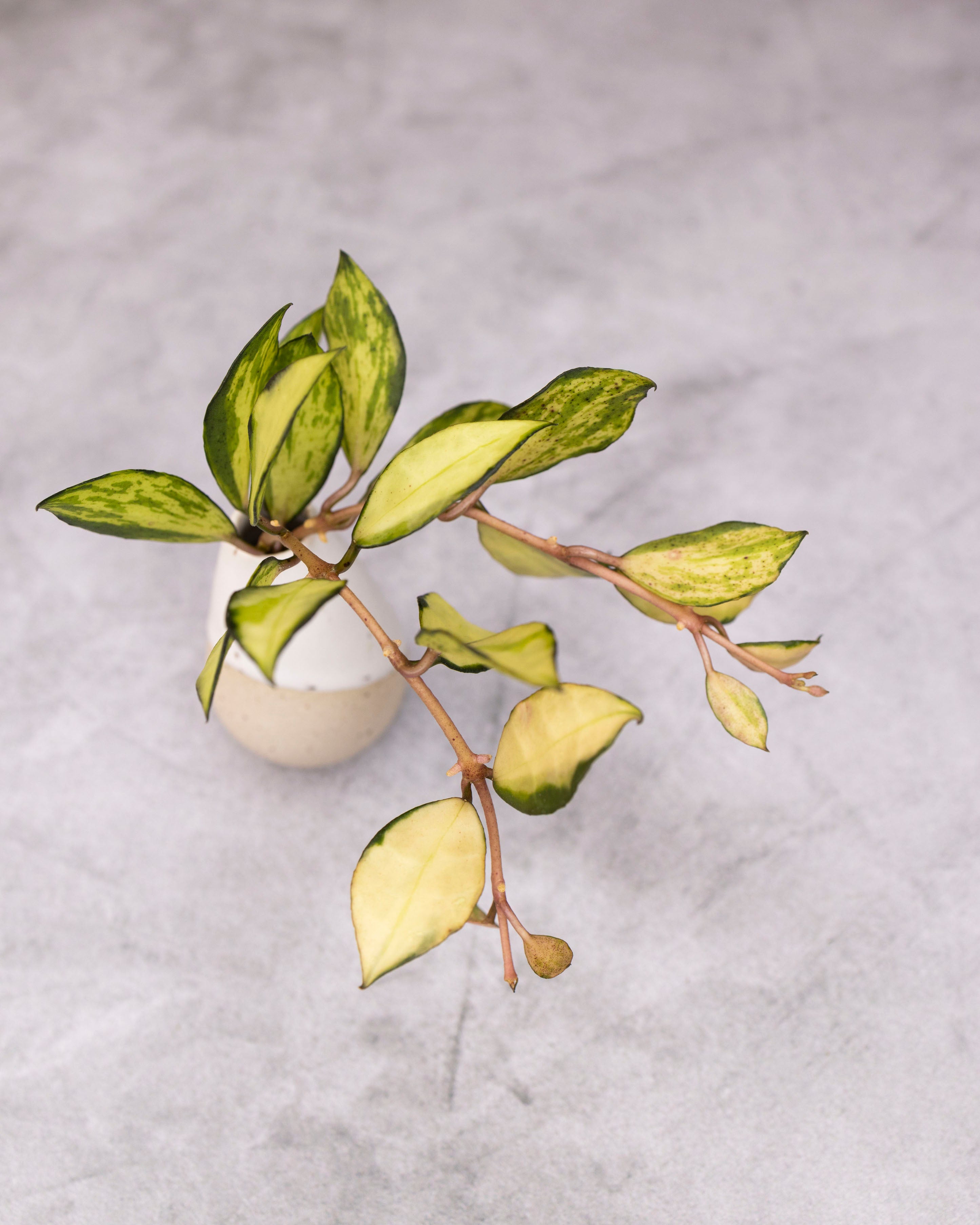 Hoya lacunosa 'Souma' – Hoya Cuttings