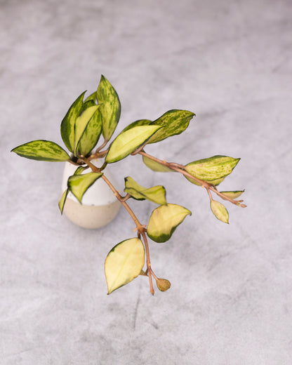 Hoya lacunosa &