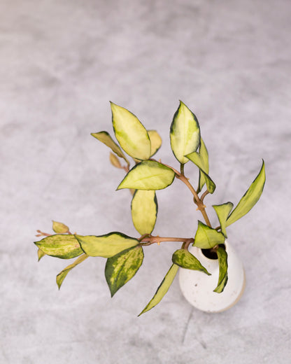 Hoya lacunosa &