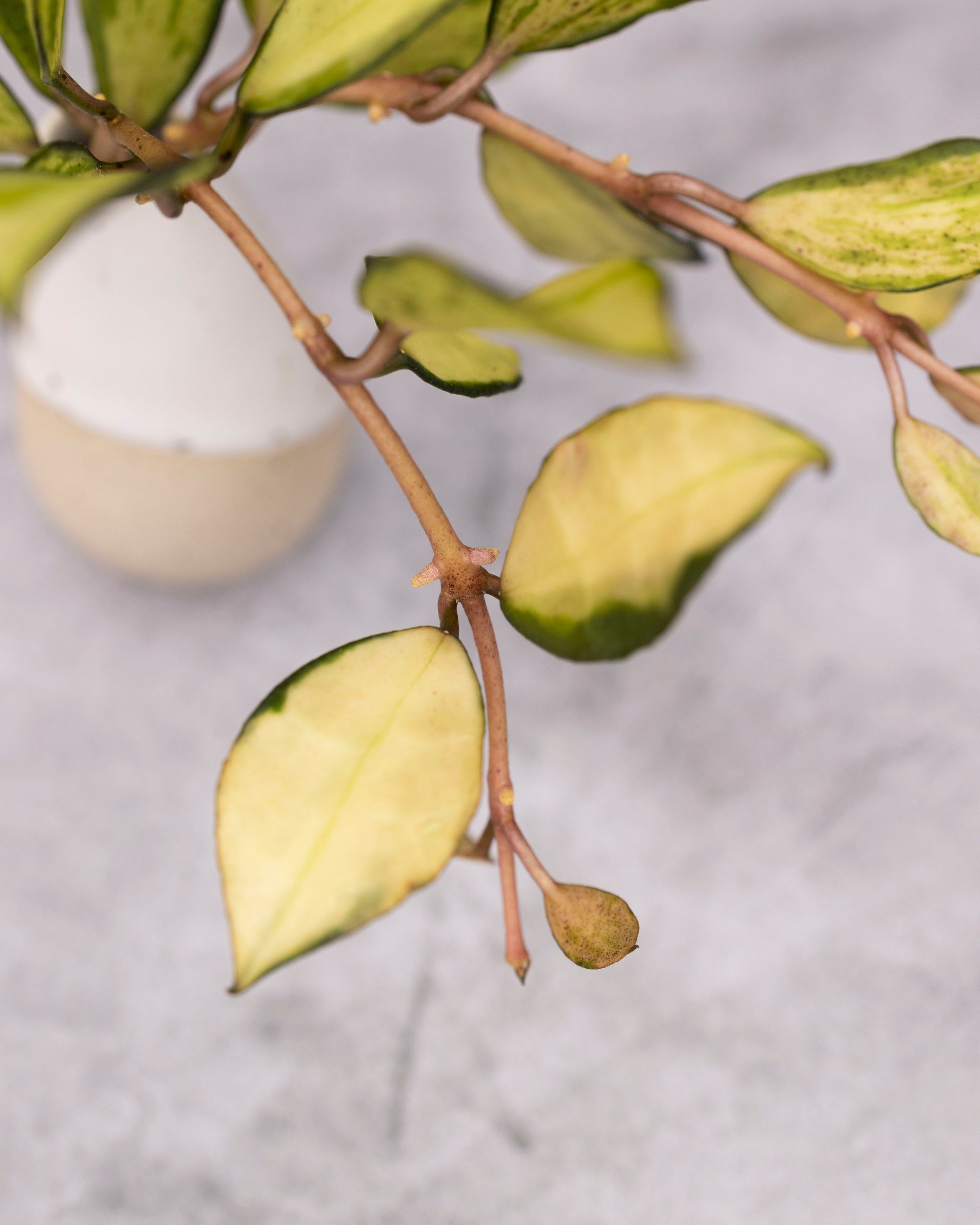 Hoya lacunosa 'Souma' – Hoya Cuttings