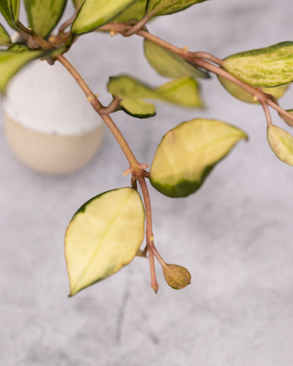 Hoya lacunosa &