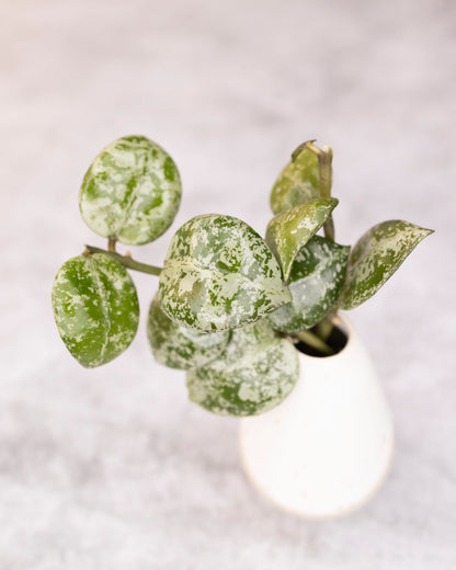 Green potted plant on a light gray background