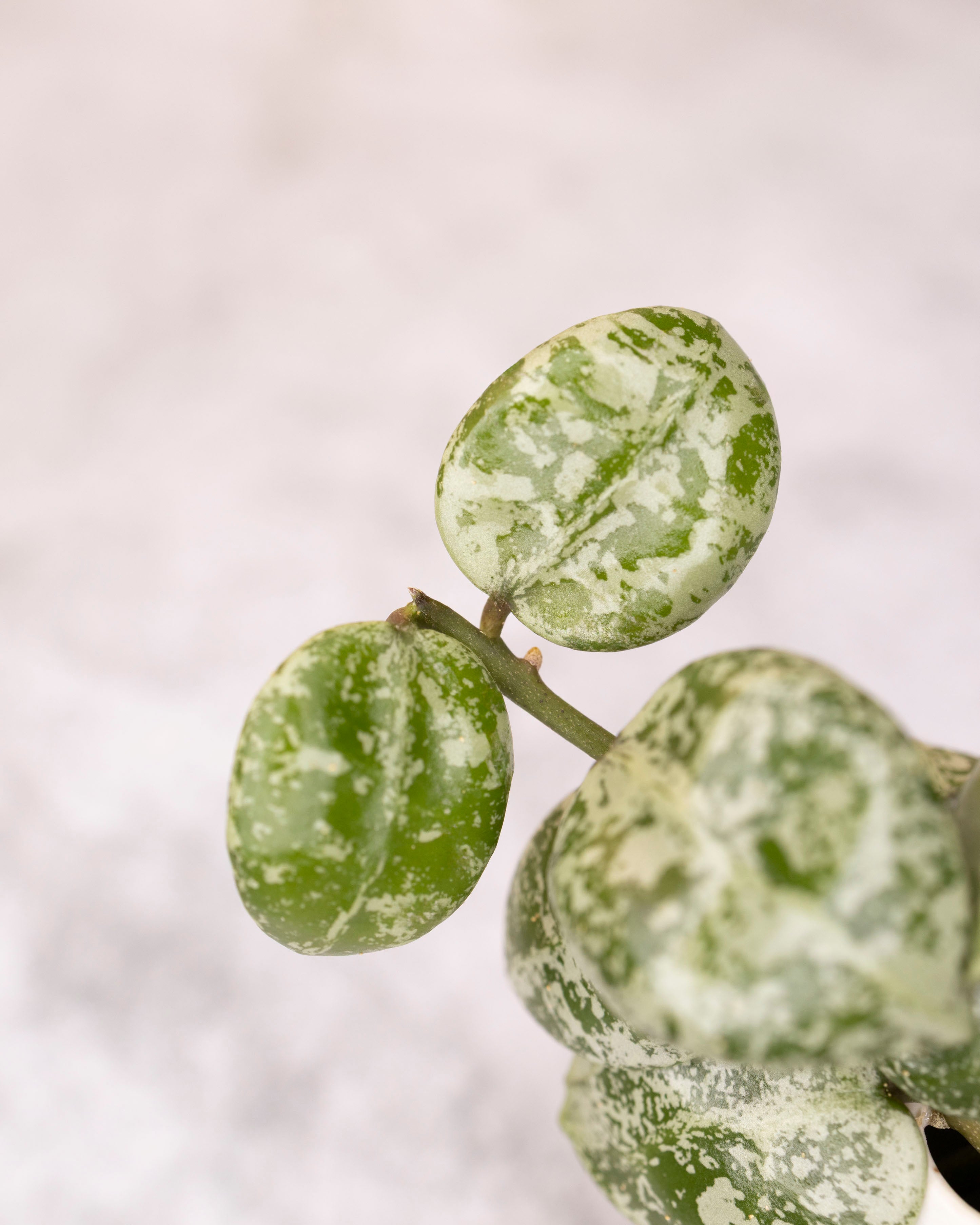 Close-up of a green succulent plant with a white background