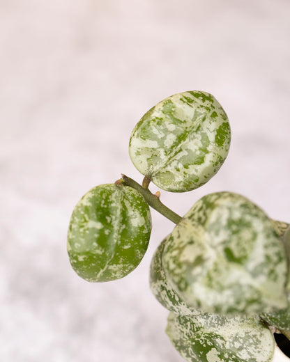 Close-up of a green succulent plant with a white background