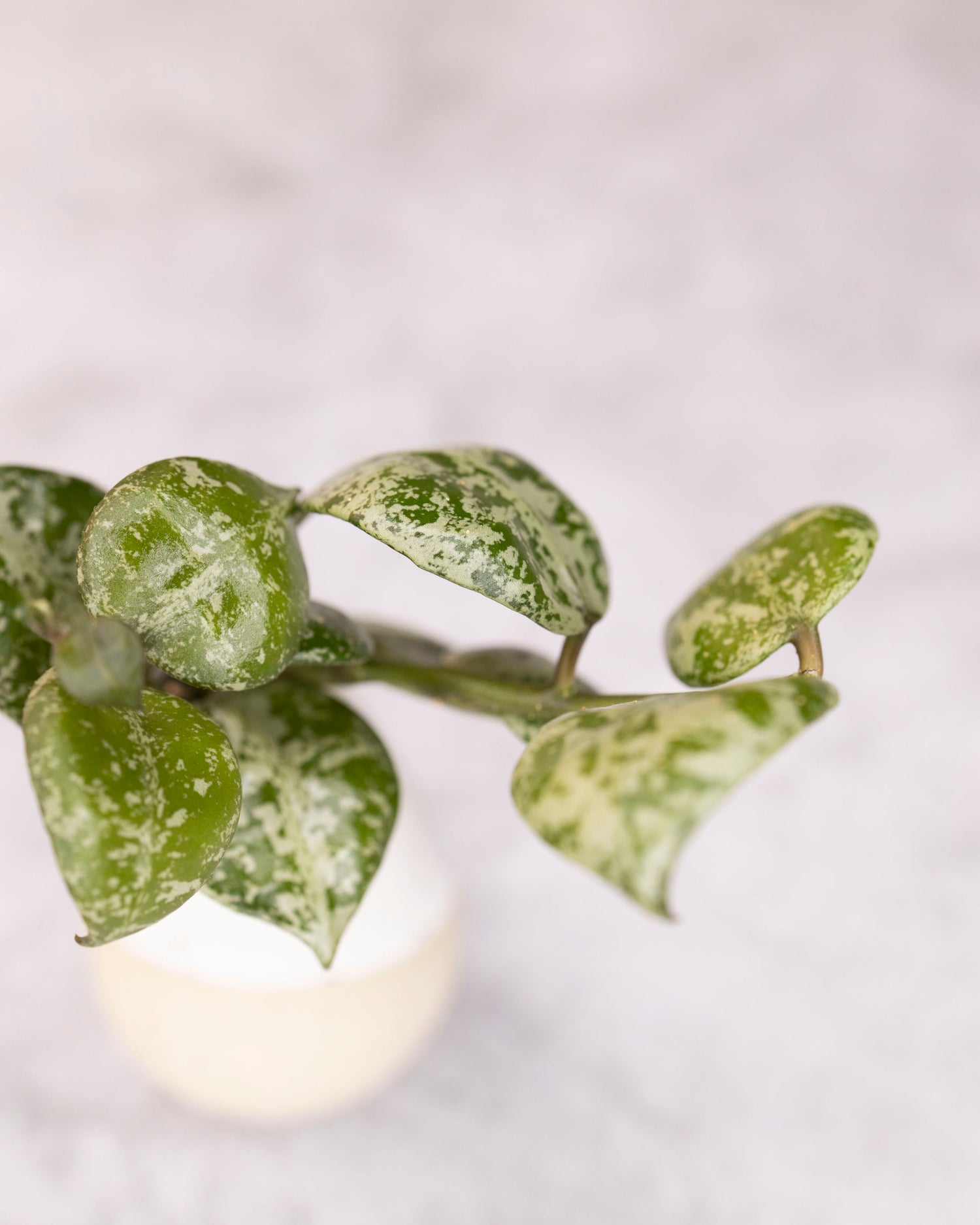 Close-up of a green leafy plant with a blurred background