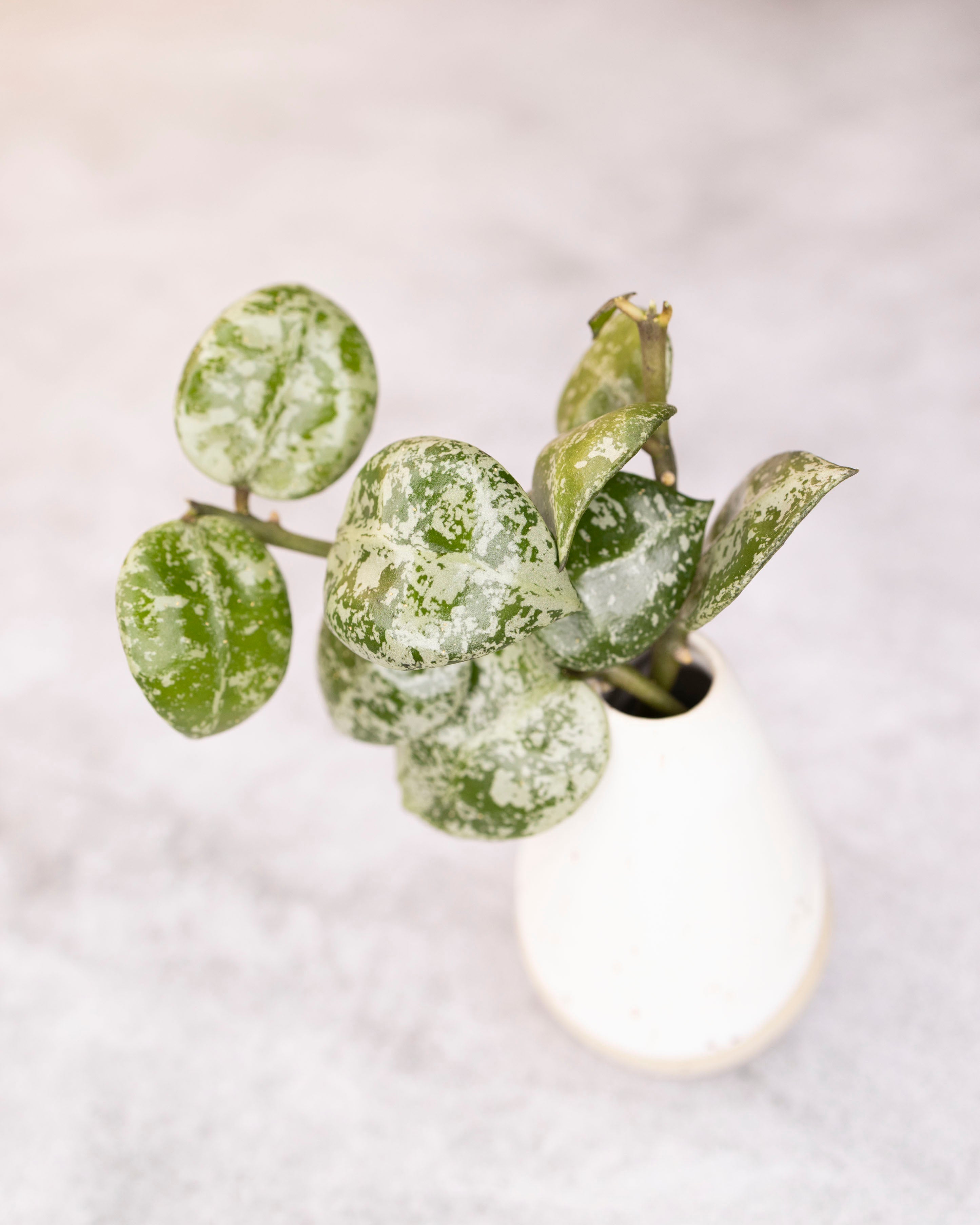 Small green potted plant on a light gray background