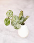 Small green potted plant on a light gray background