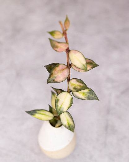 Small potted plant with green and pink leaves on a gray background