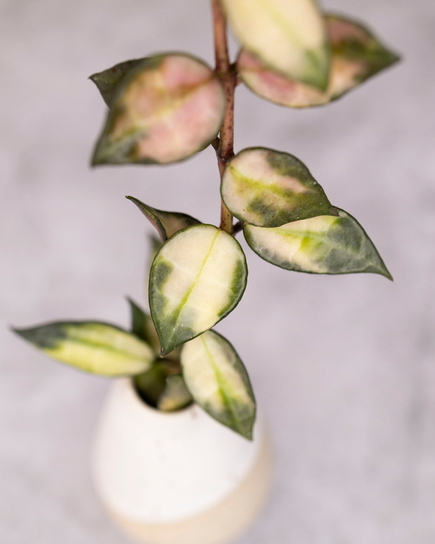 Variegated houseplant in a white pot on a light gray background