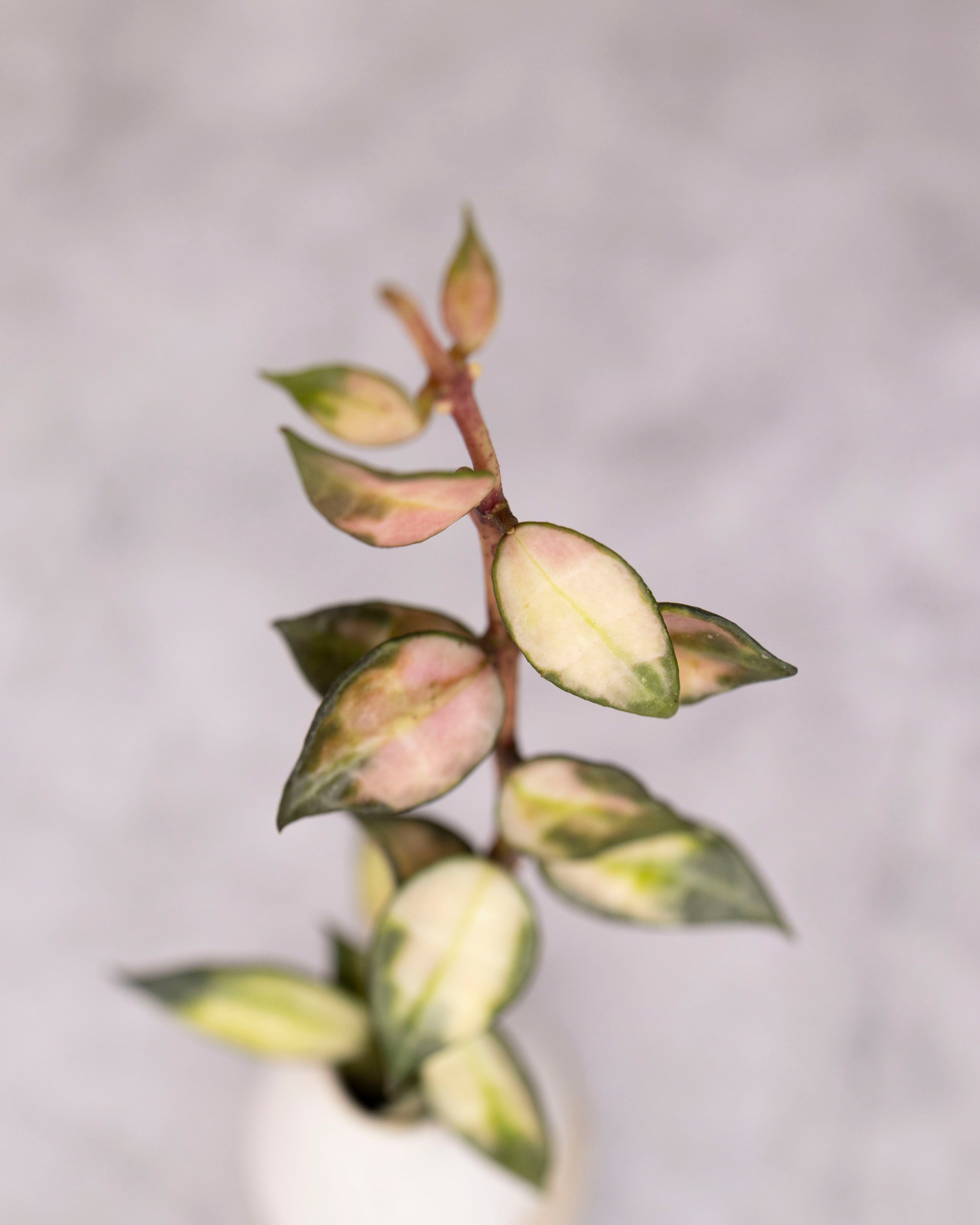 Close-up of a plant with variegated leaves against a blurred background
