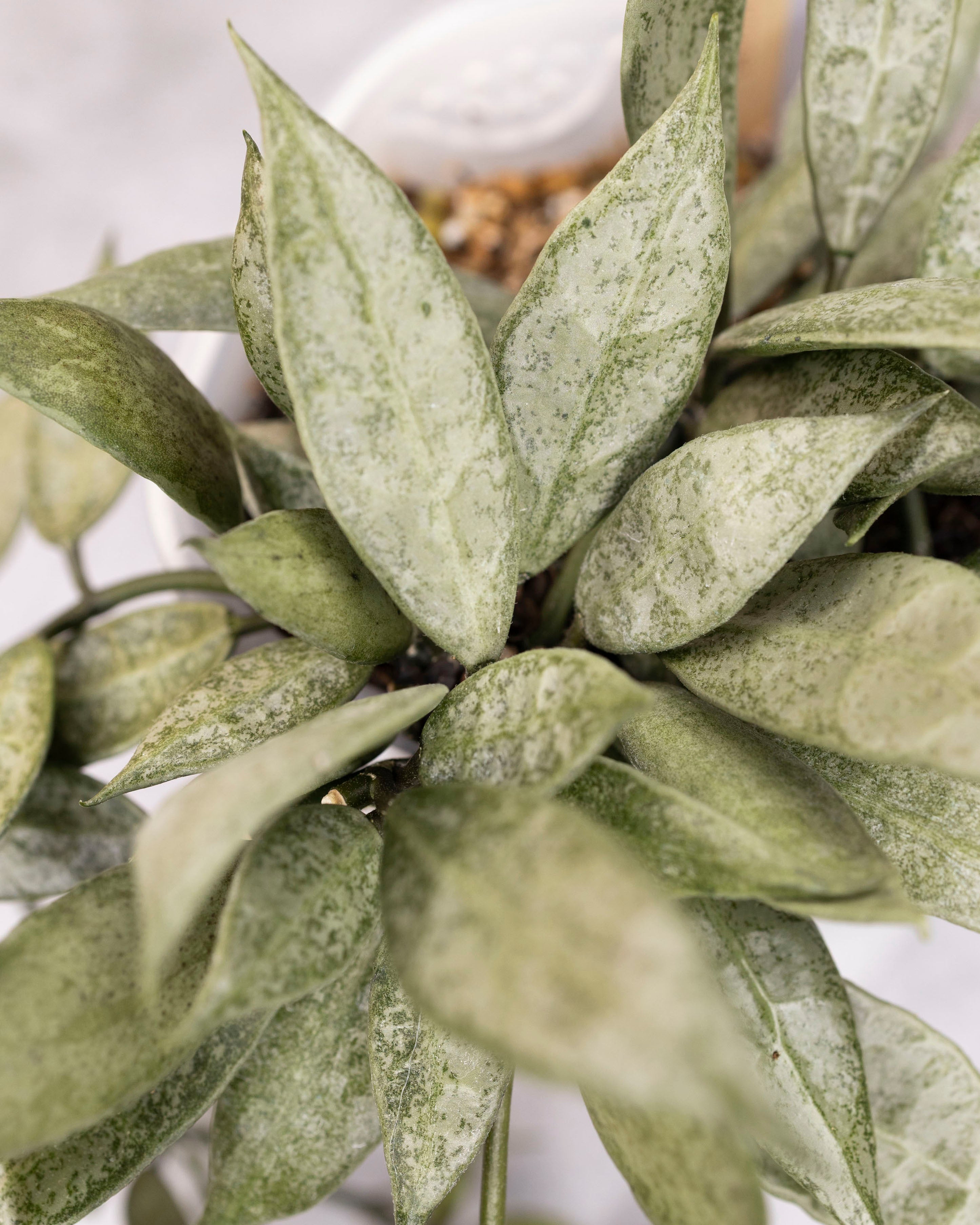 Close-up of a green leafy plant with a blurred background