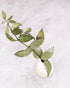 Green leafy branch in a white vase on a light gray background