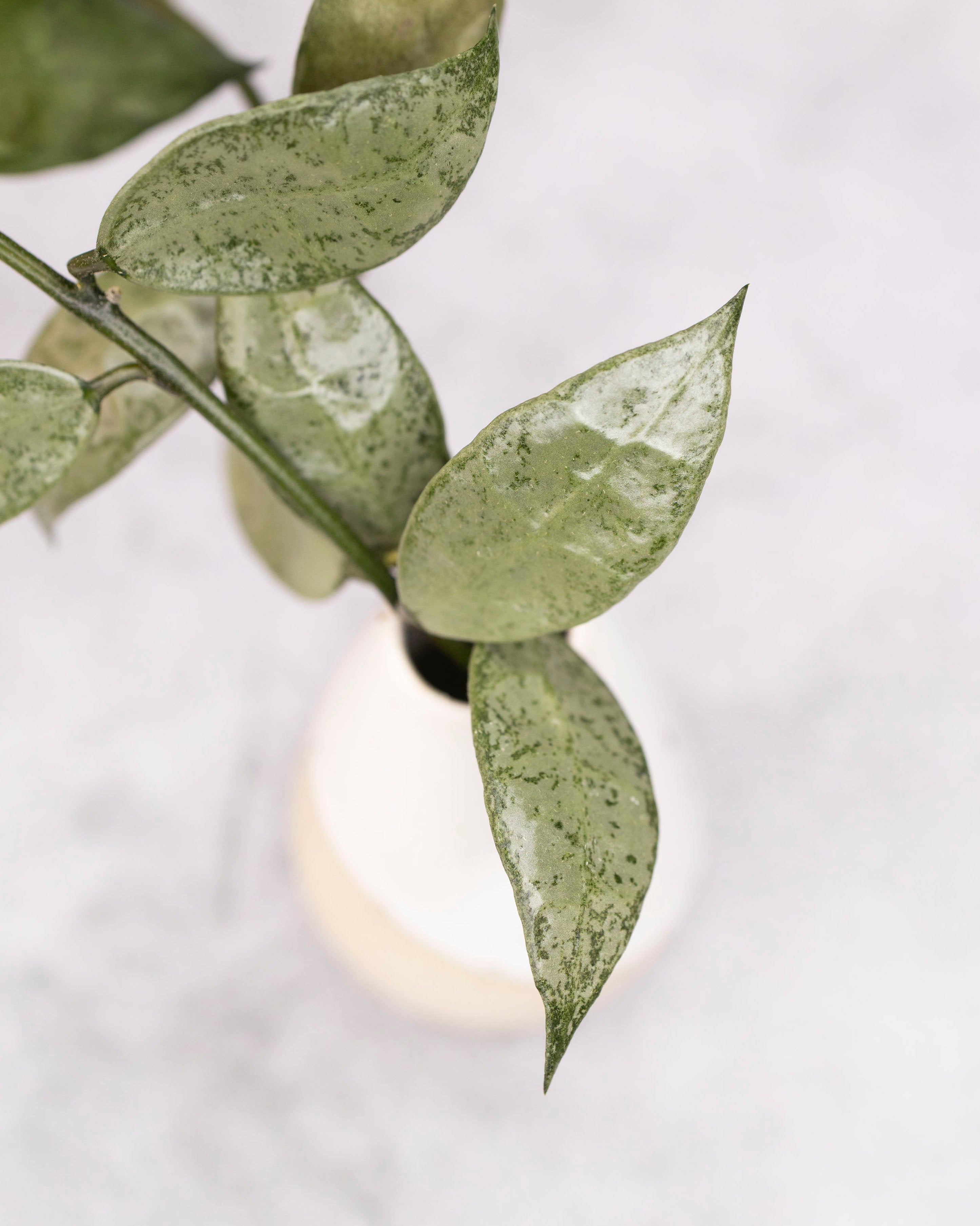 Close-up of a green leafy branch against a light background