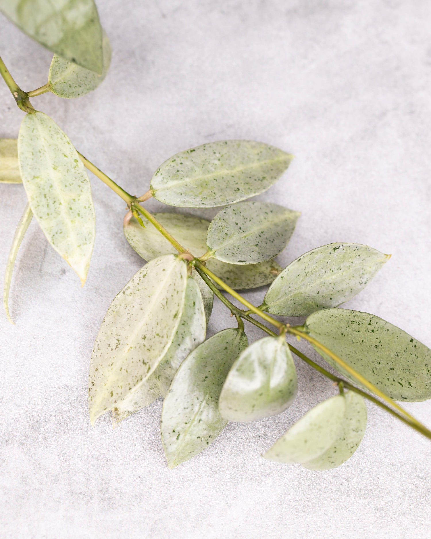 Hoya lacunosa winter pandora
