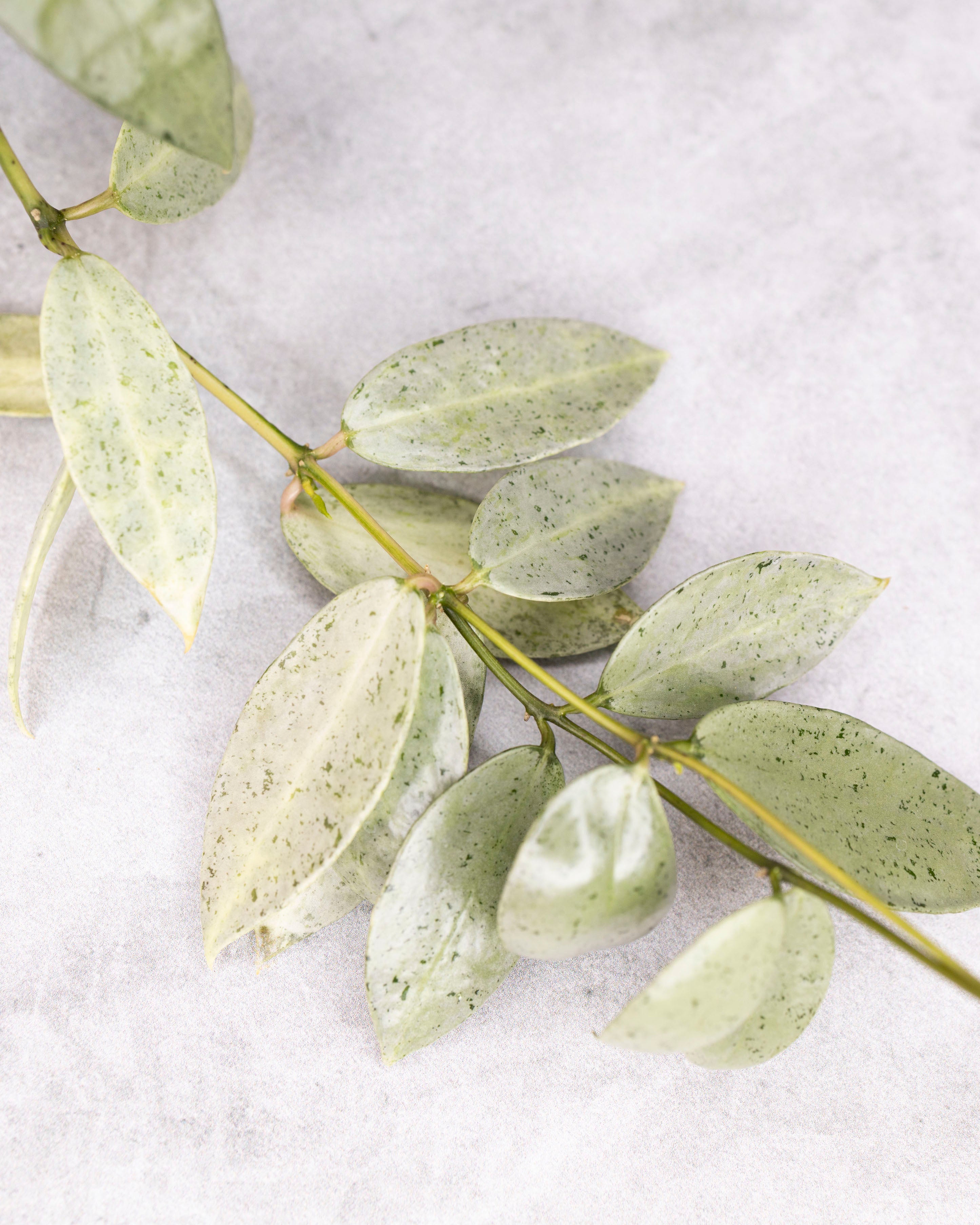 Hoya lacunosa winter pandora