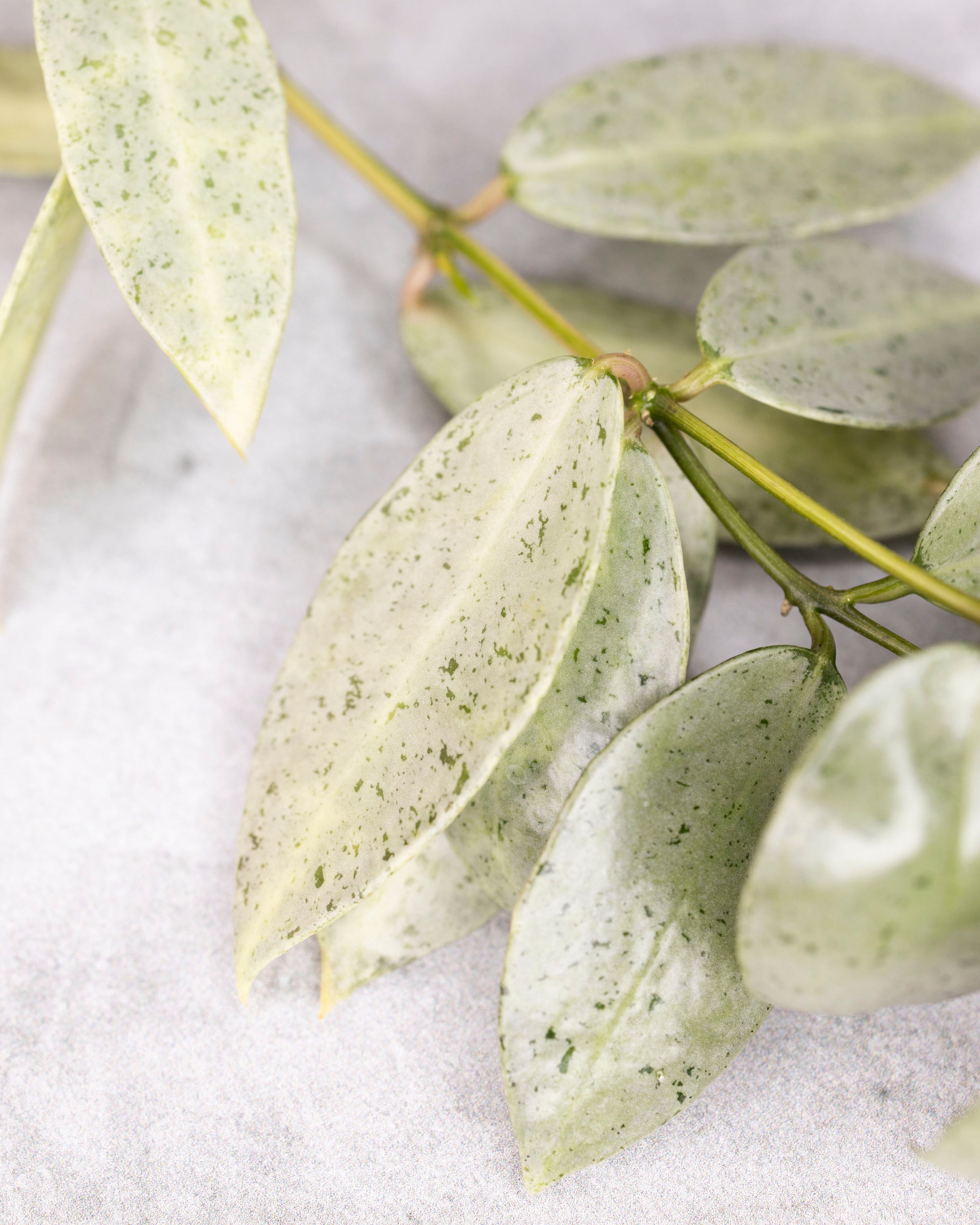 Hoya lacunosa Winter Pandora ホヤ植物　ホヤ Hoya lacunosa 'Winter Pandora' – Hoya Cuttings
