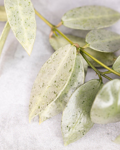 Hoya lacunosa winter pandora