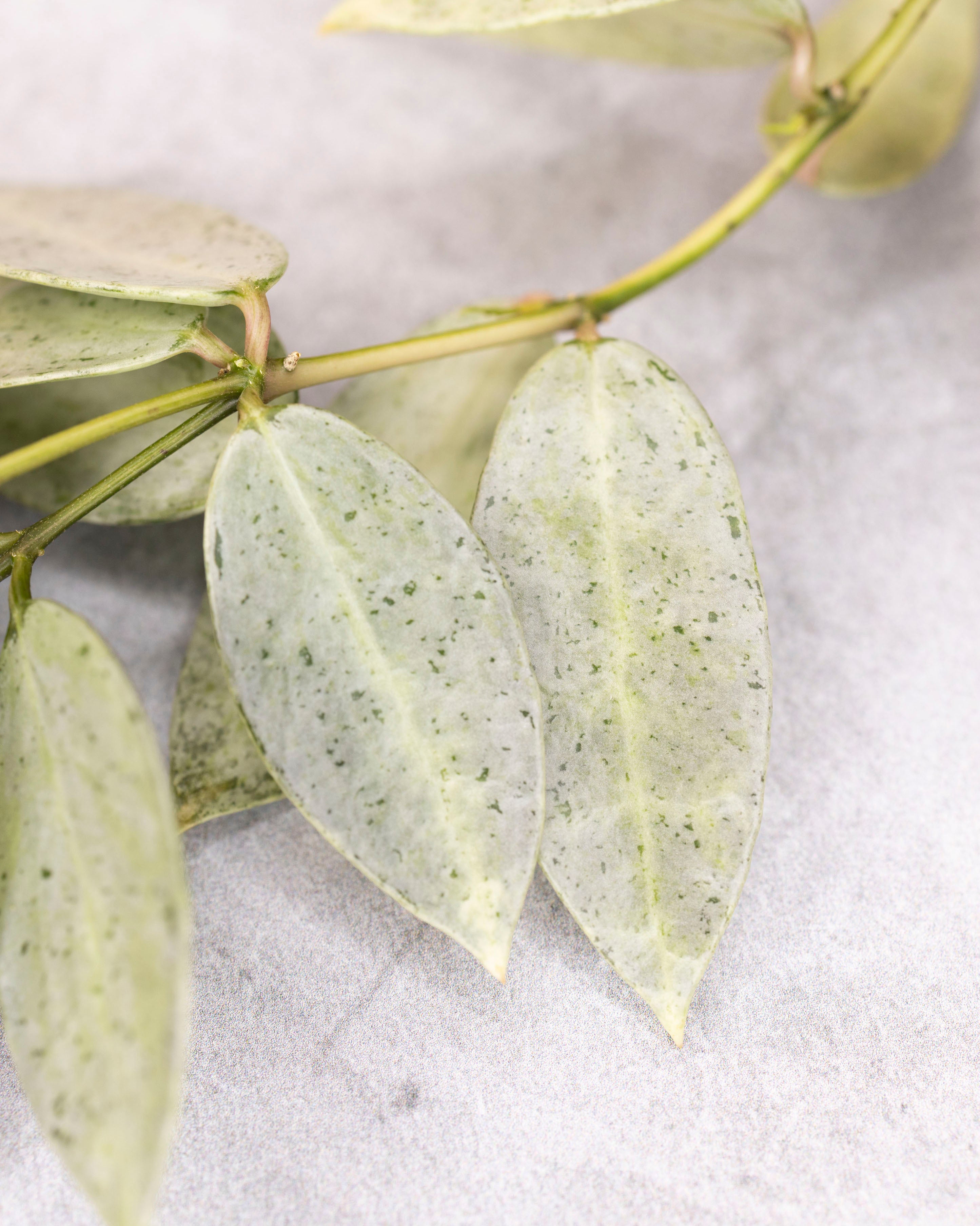 Hoya lacunosa winter pandora