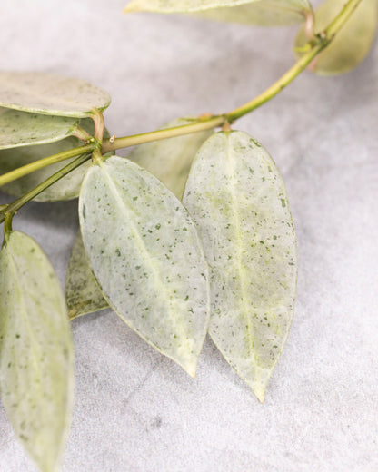 Hoya lacunosa winter pandora