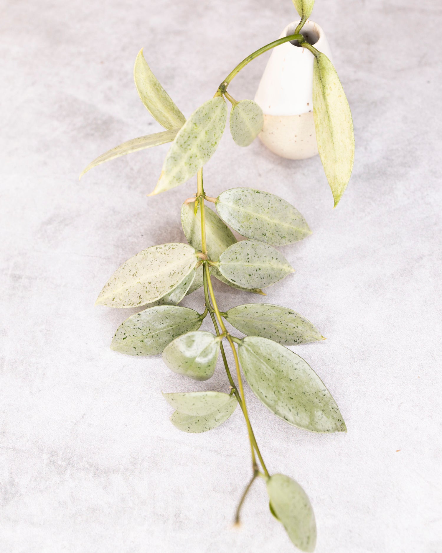 Hoya lacunosa winter pandora