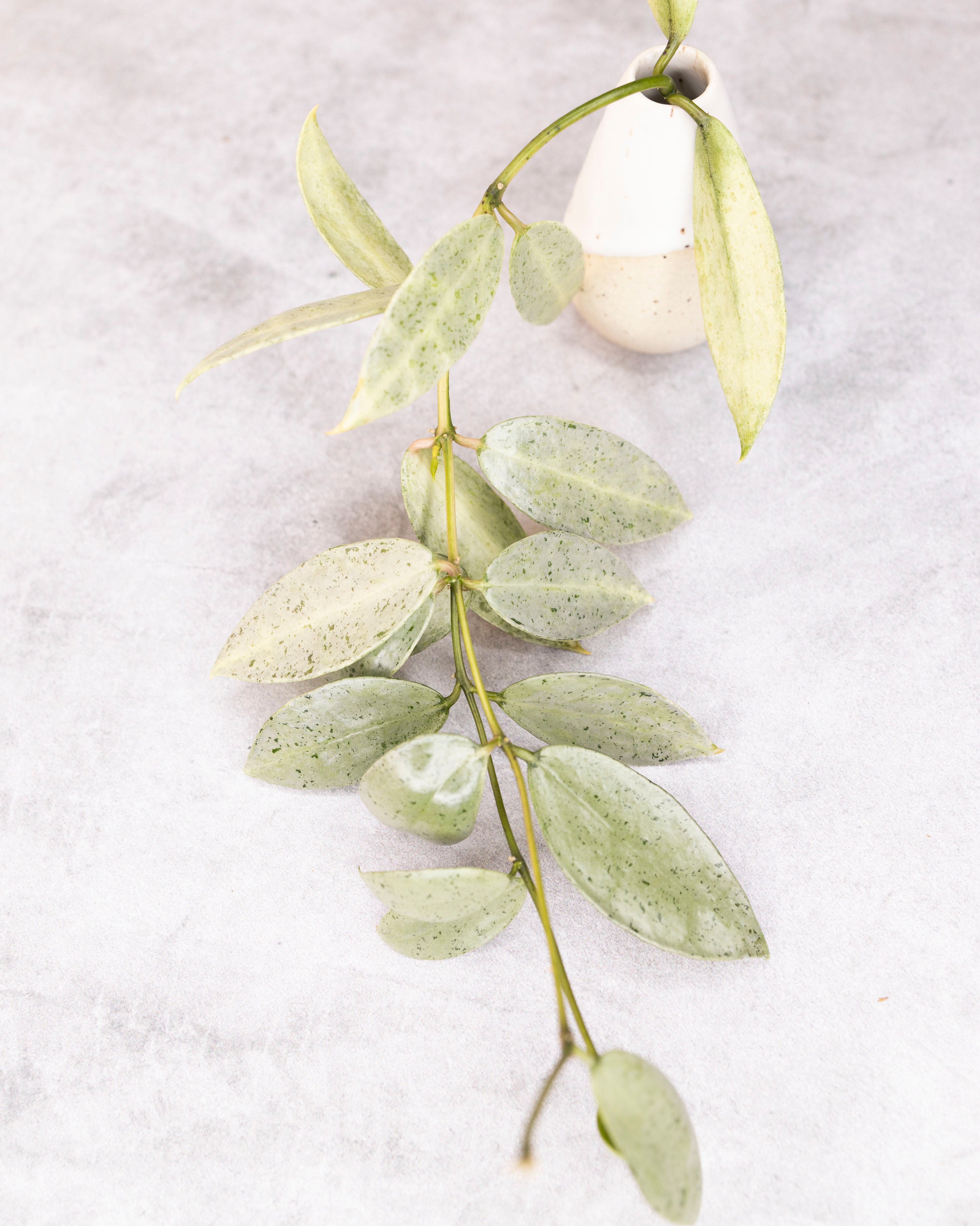 Hoya lacunosa winter pandora