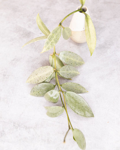 Hoya lacunosa winter pandora