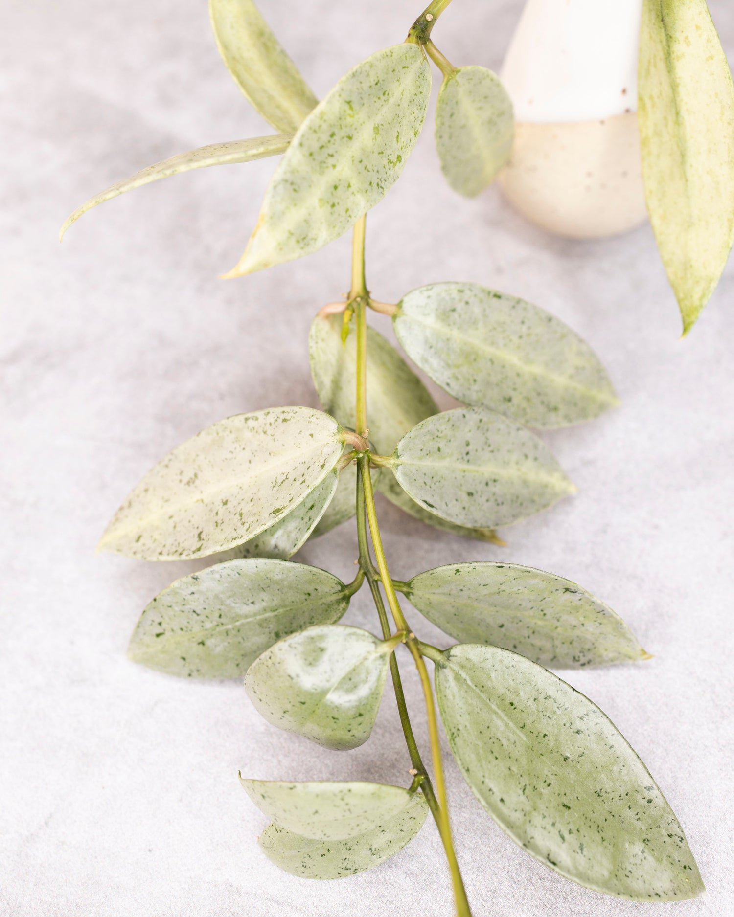 Hoya lacunosa winter pandora