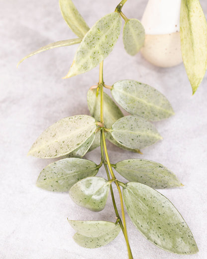 Hoya lacunosa winter pandora