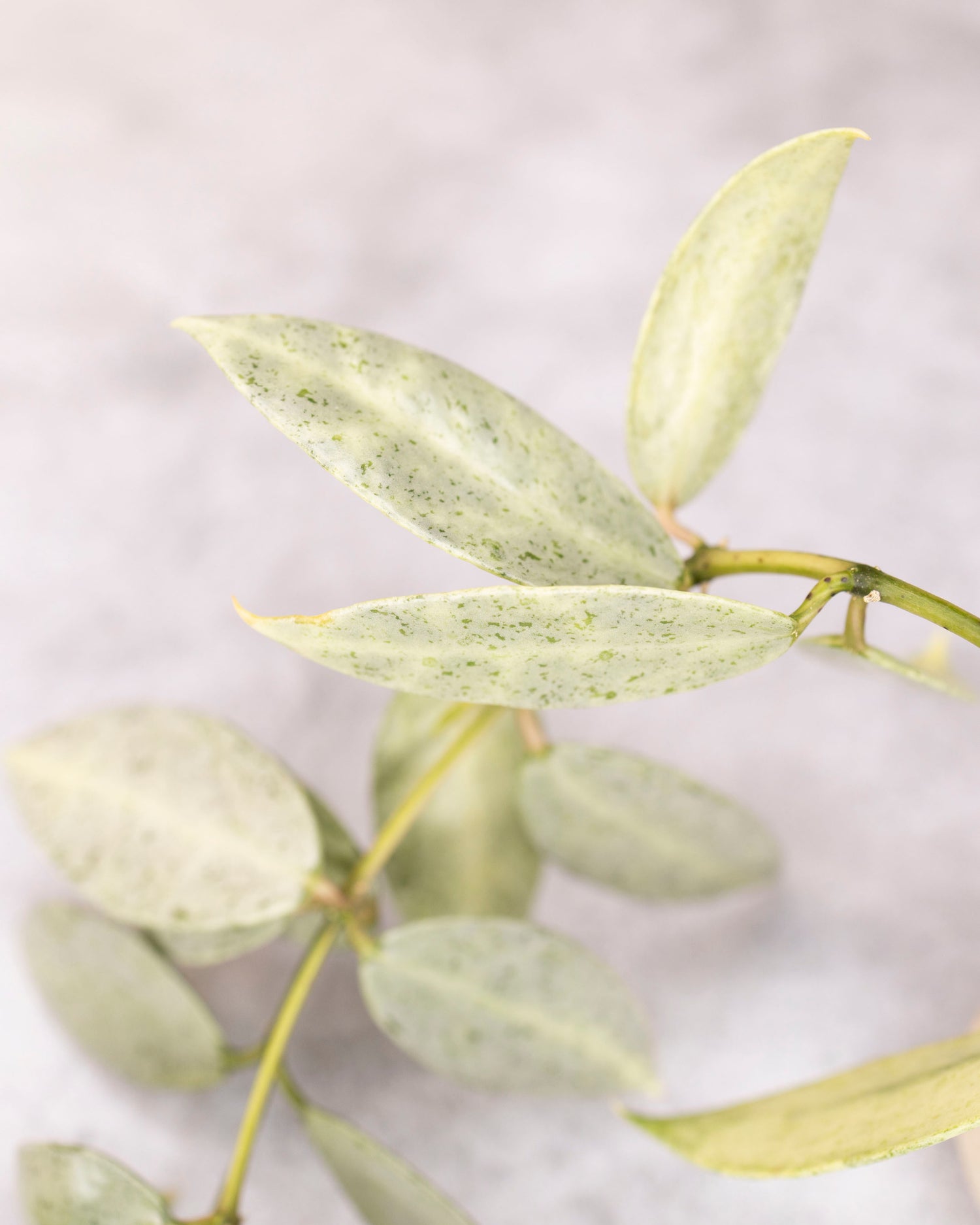 Hoya lacunosa winter pandora