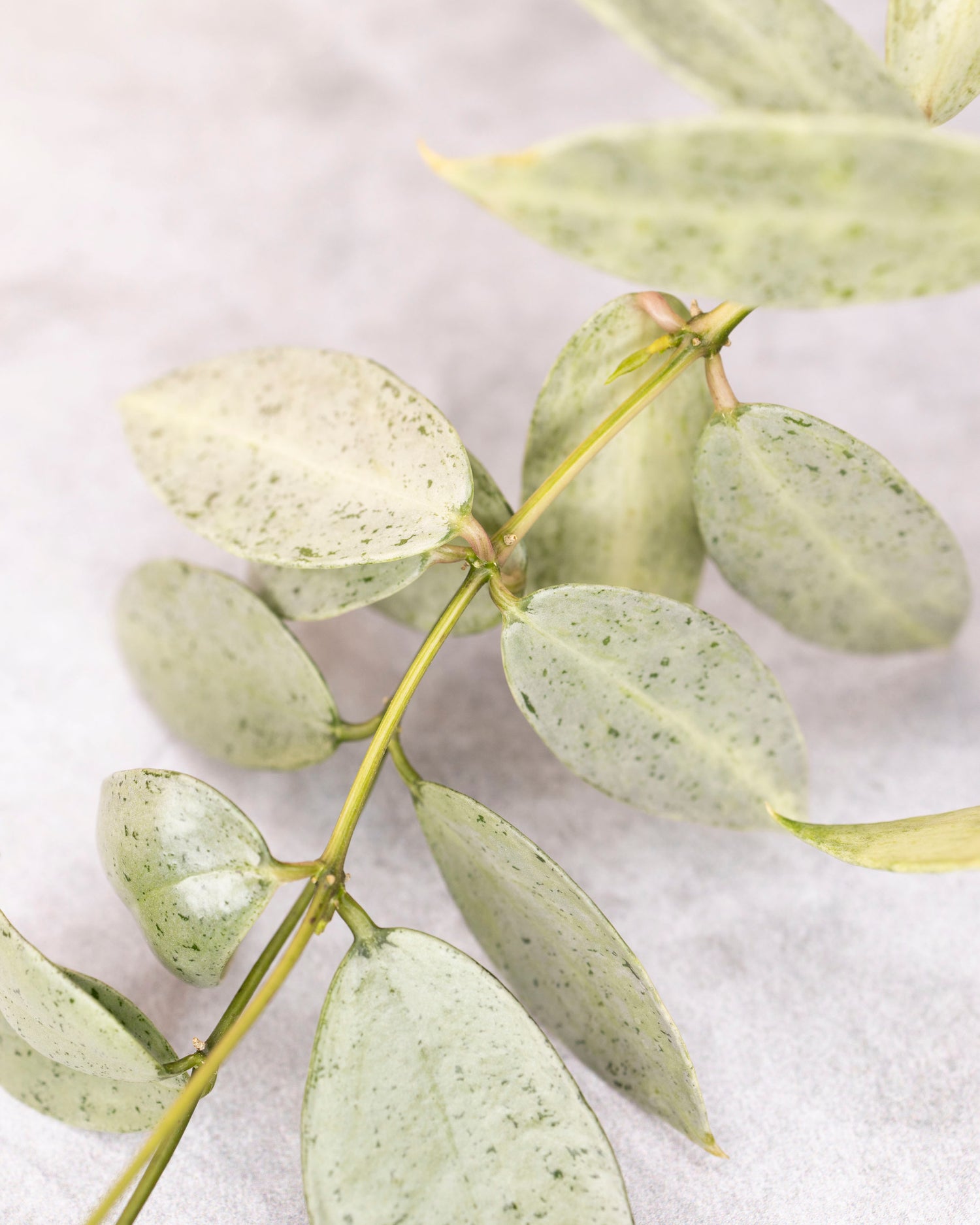 Hoya lacunosa winter pandora