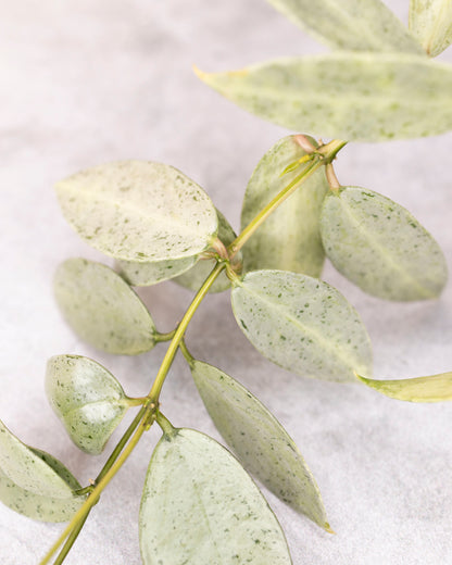 Hoya lacunosa winter pandora