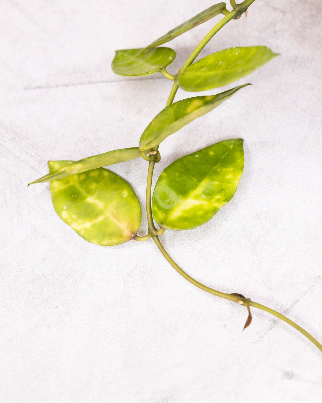 Green leafy plant stem on a white background