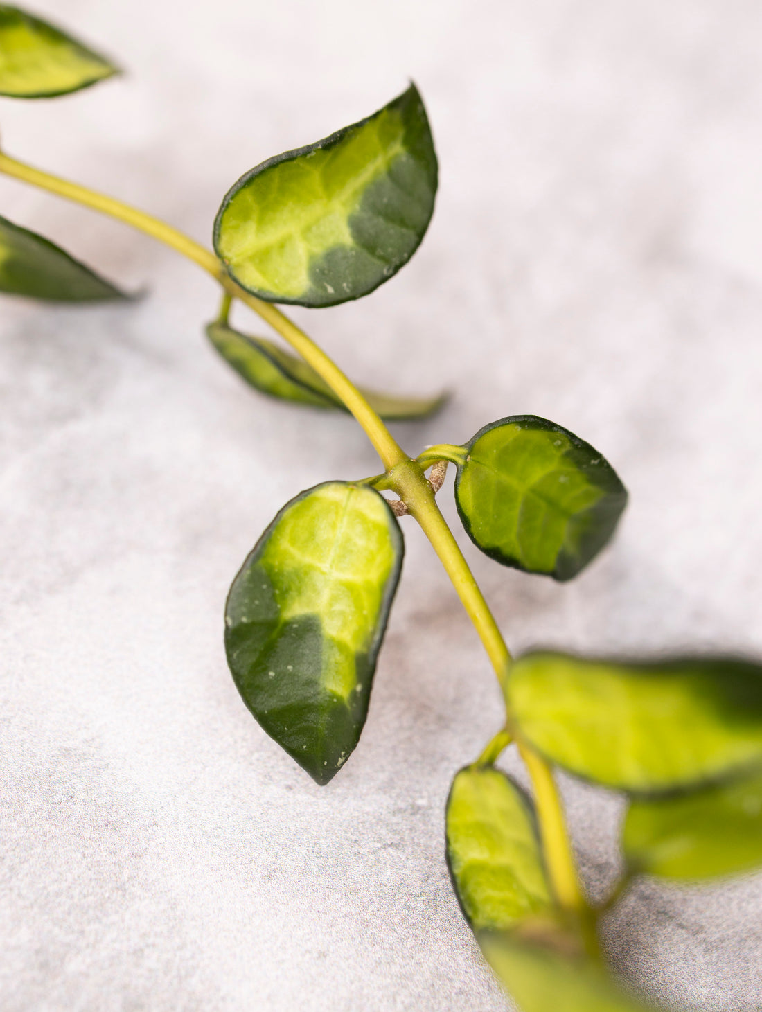 Hoya lacunosa &