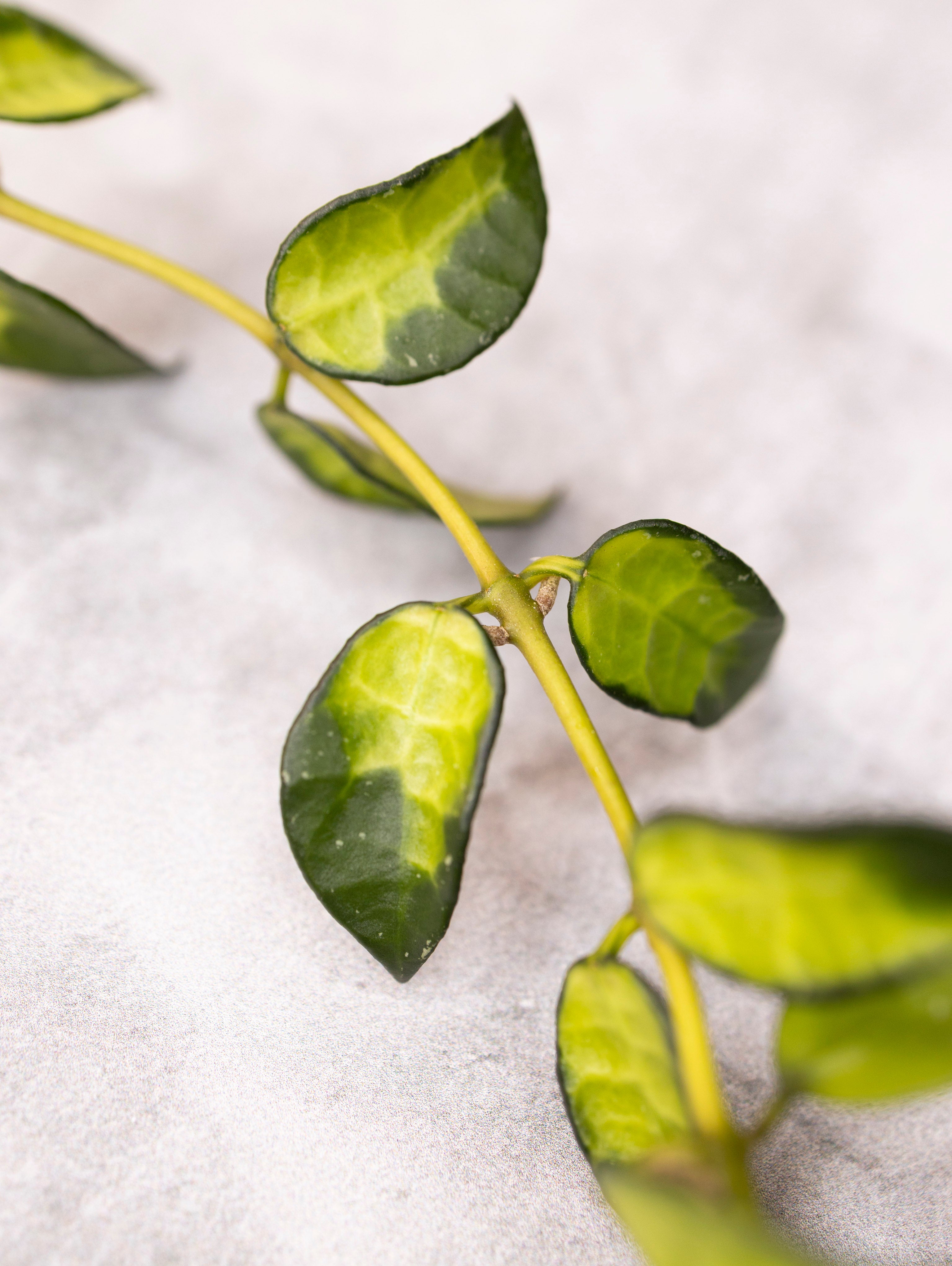 Hoya lacunosa &