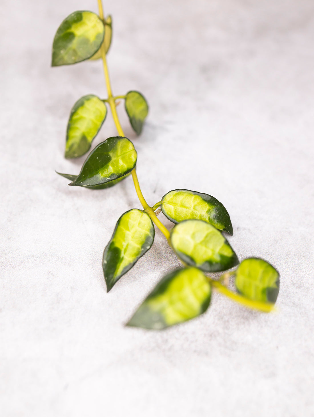 Hoya lacunosa &
