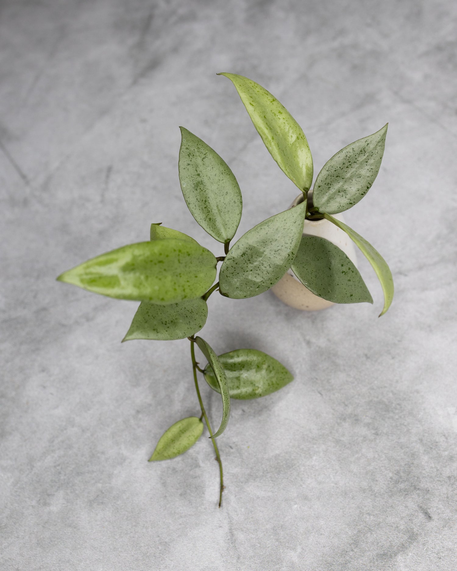 Hoya lacunosa &