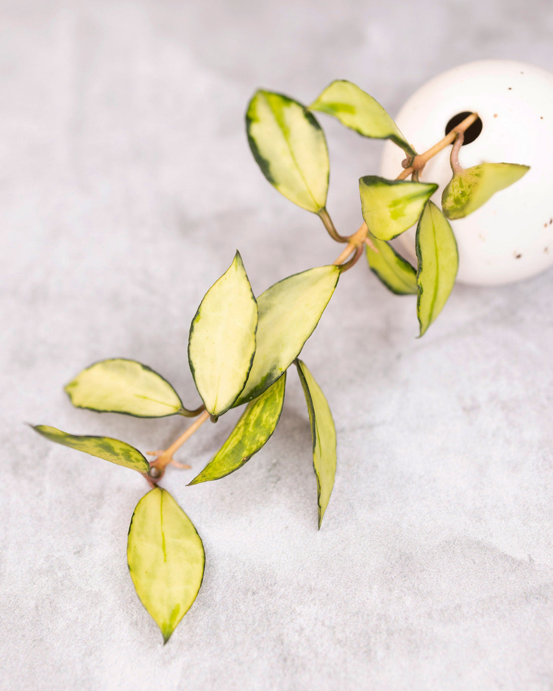 Hoya lacunosa &