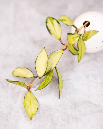 Hoya lacunosa &