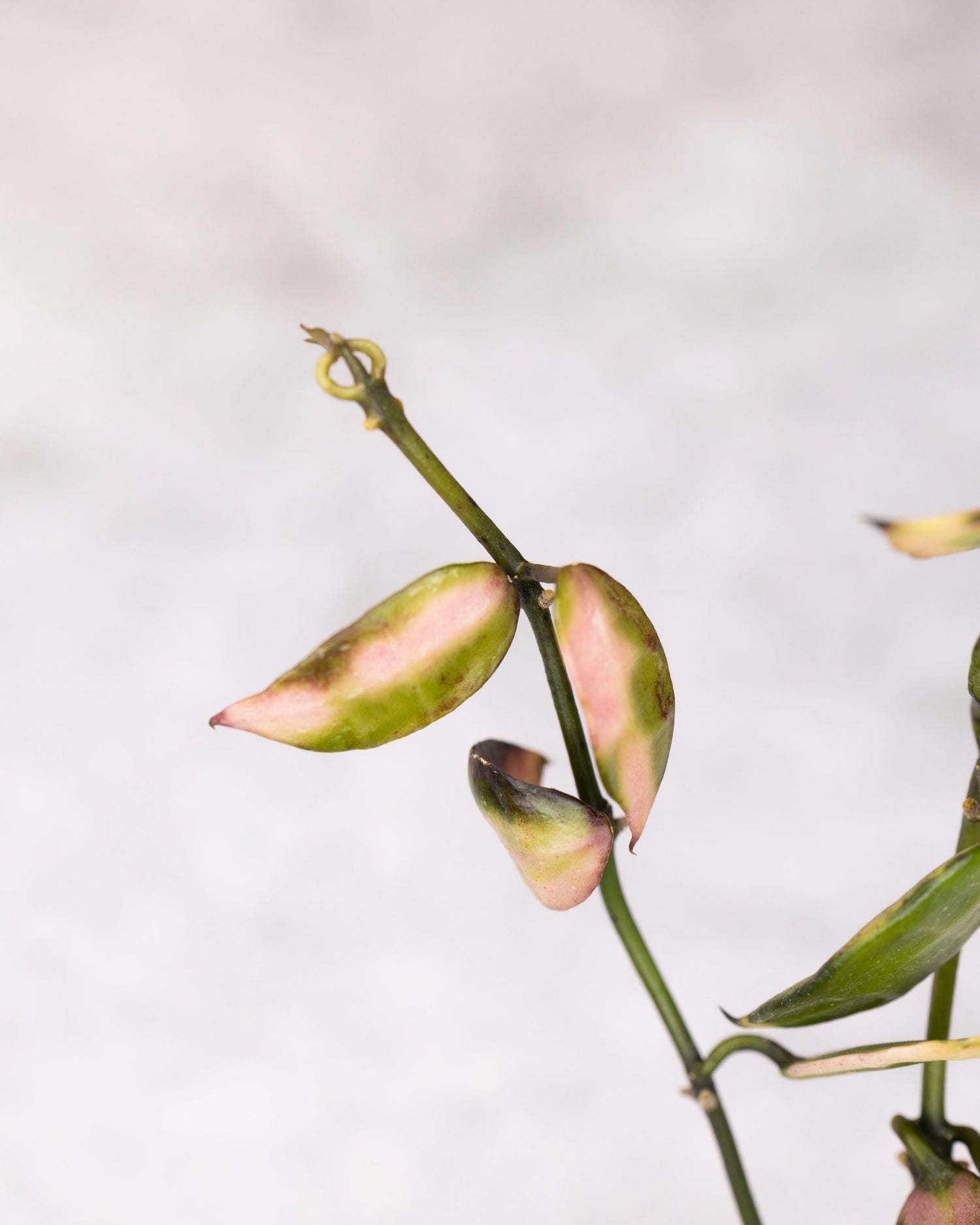 Hoya lacunosa sp Cianjur Variegated in a  vase on a light gray background
