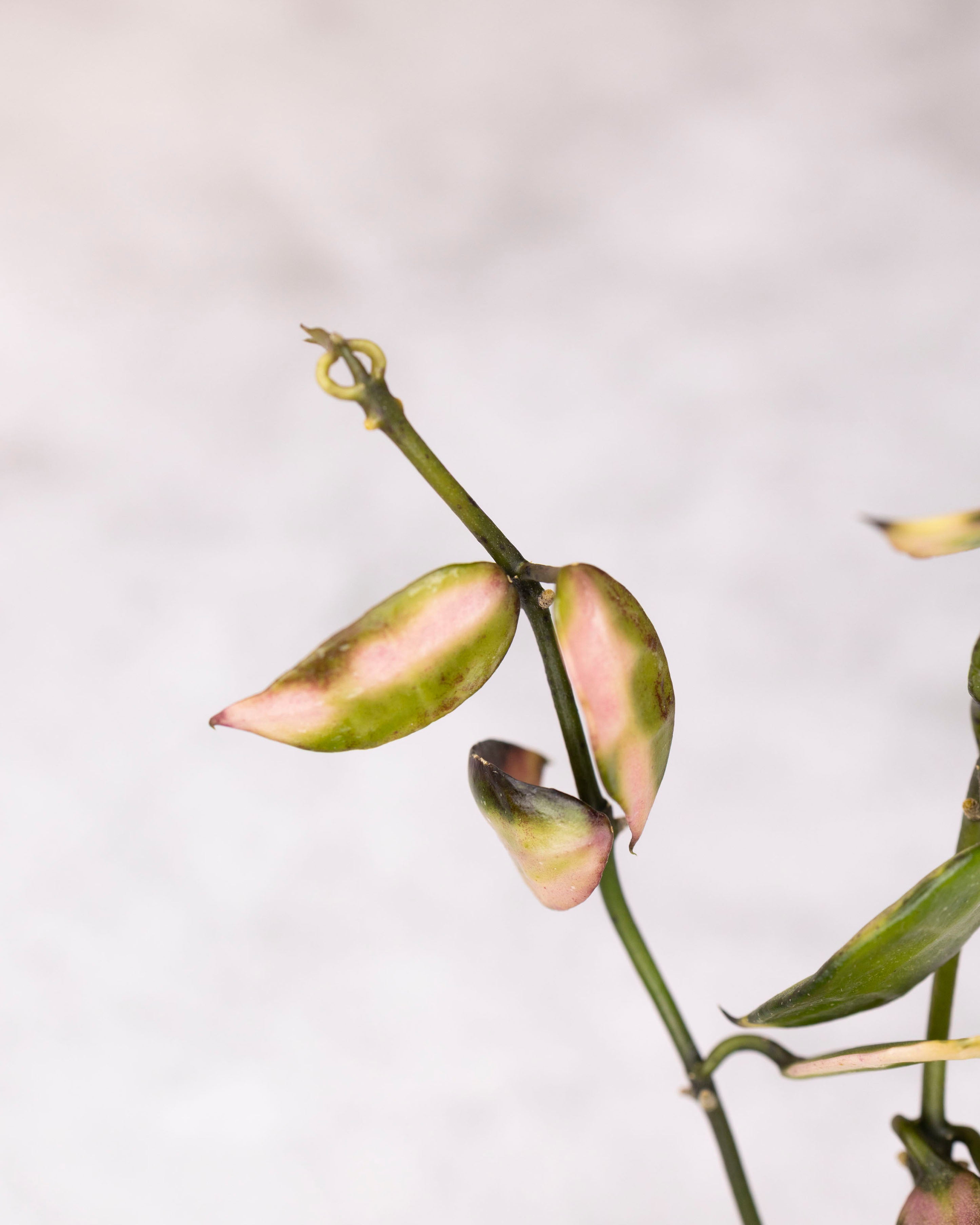 Hoya lacunosa sp Cianjur Variegated in a  vase on a light gray background