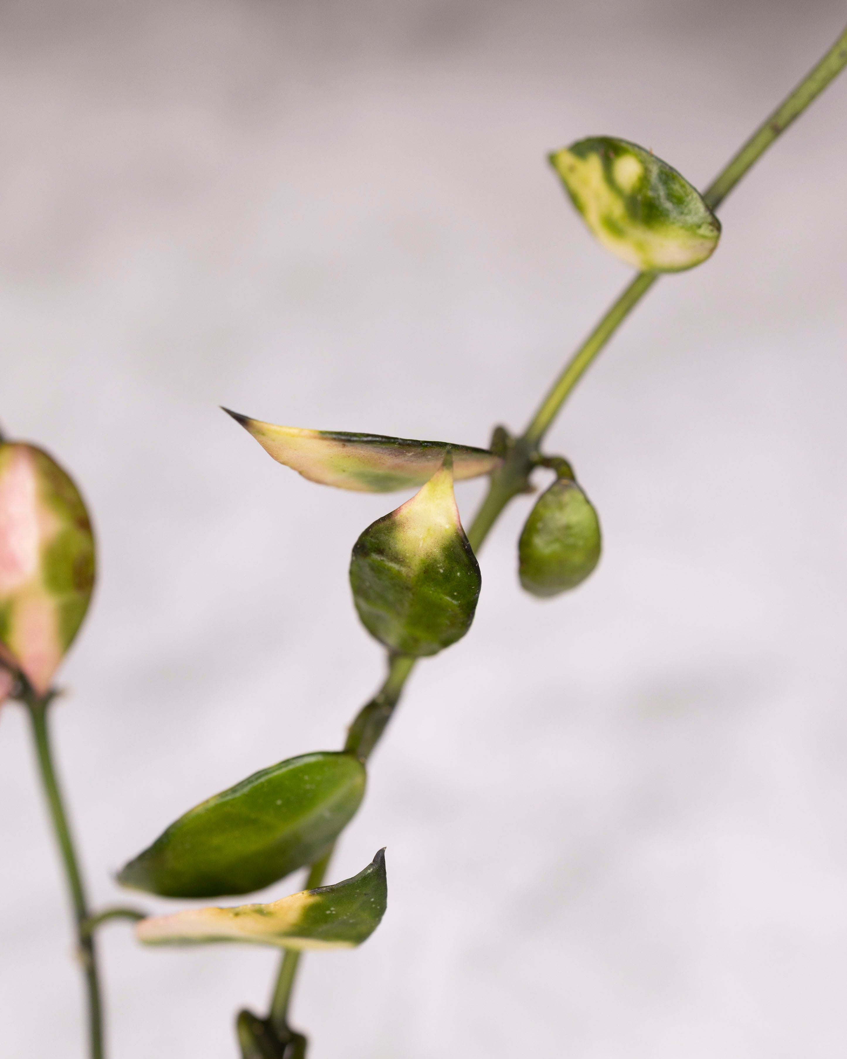 Hoya lacunosa sp Cianjur Variegated in a  vase on a light gray background