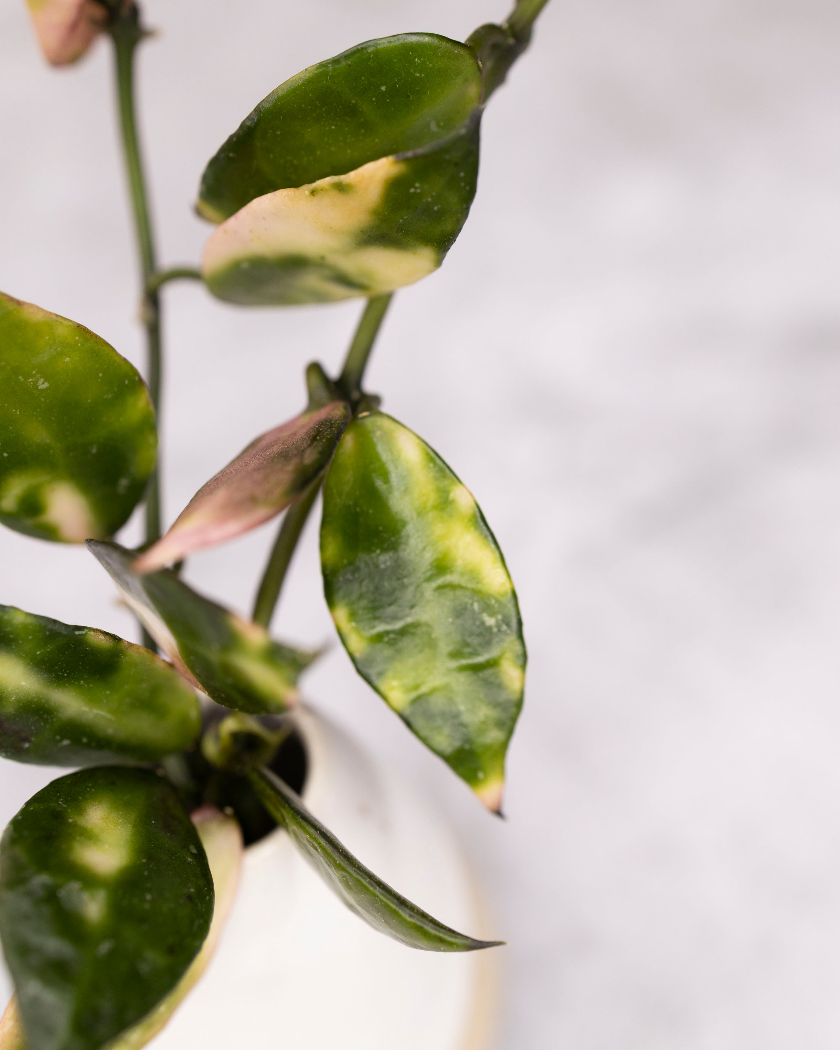 Hoya lacunosa sp Cianjur Variegated in a  vase on a light gray background