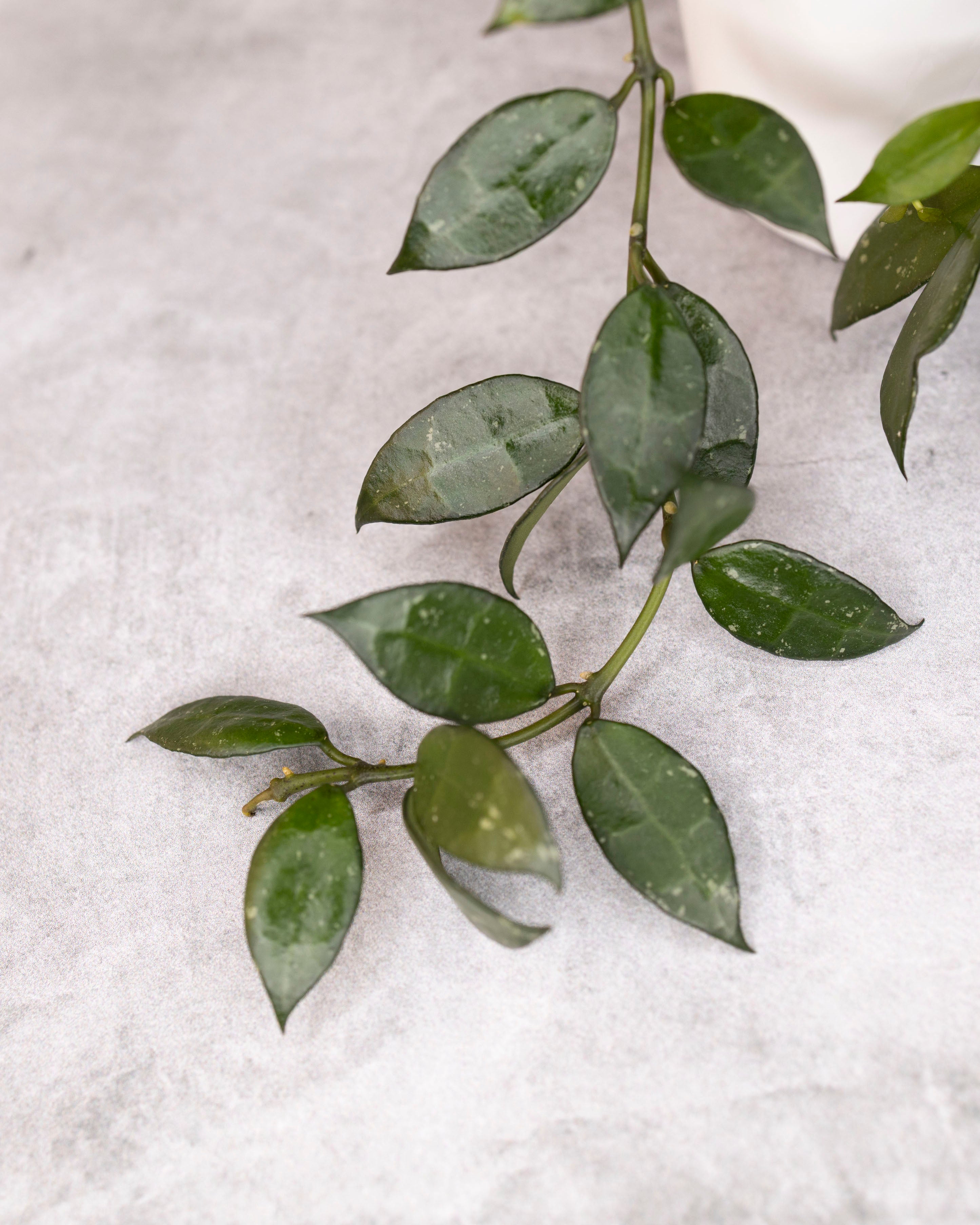 Green leafy branch on a textured white background