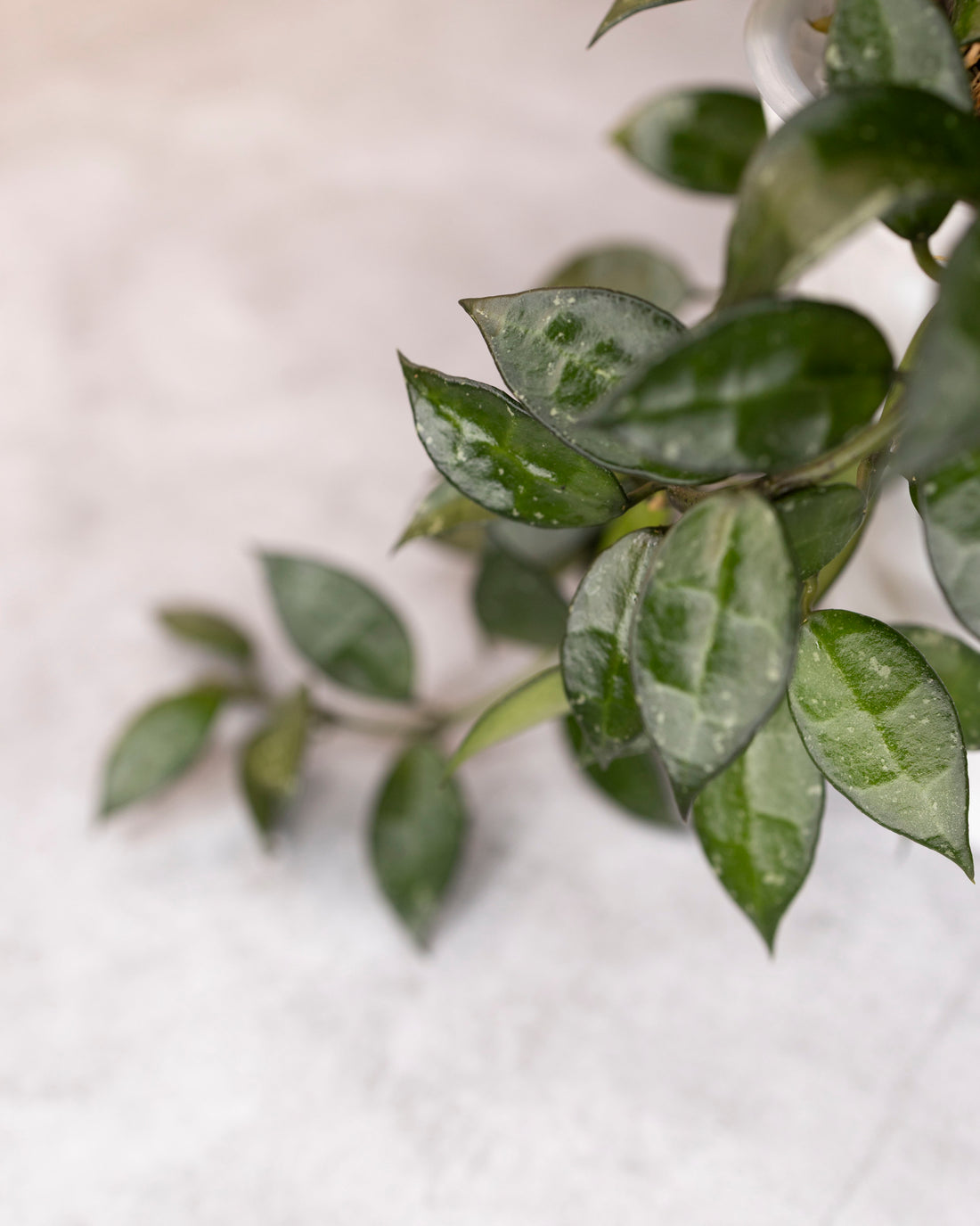 Close-up of green leaves on a light background