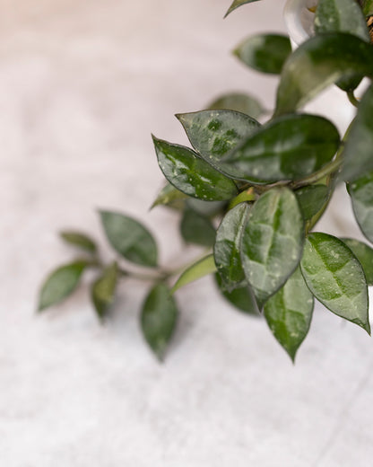 Close-up of green leaves on a light background