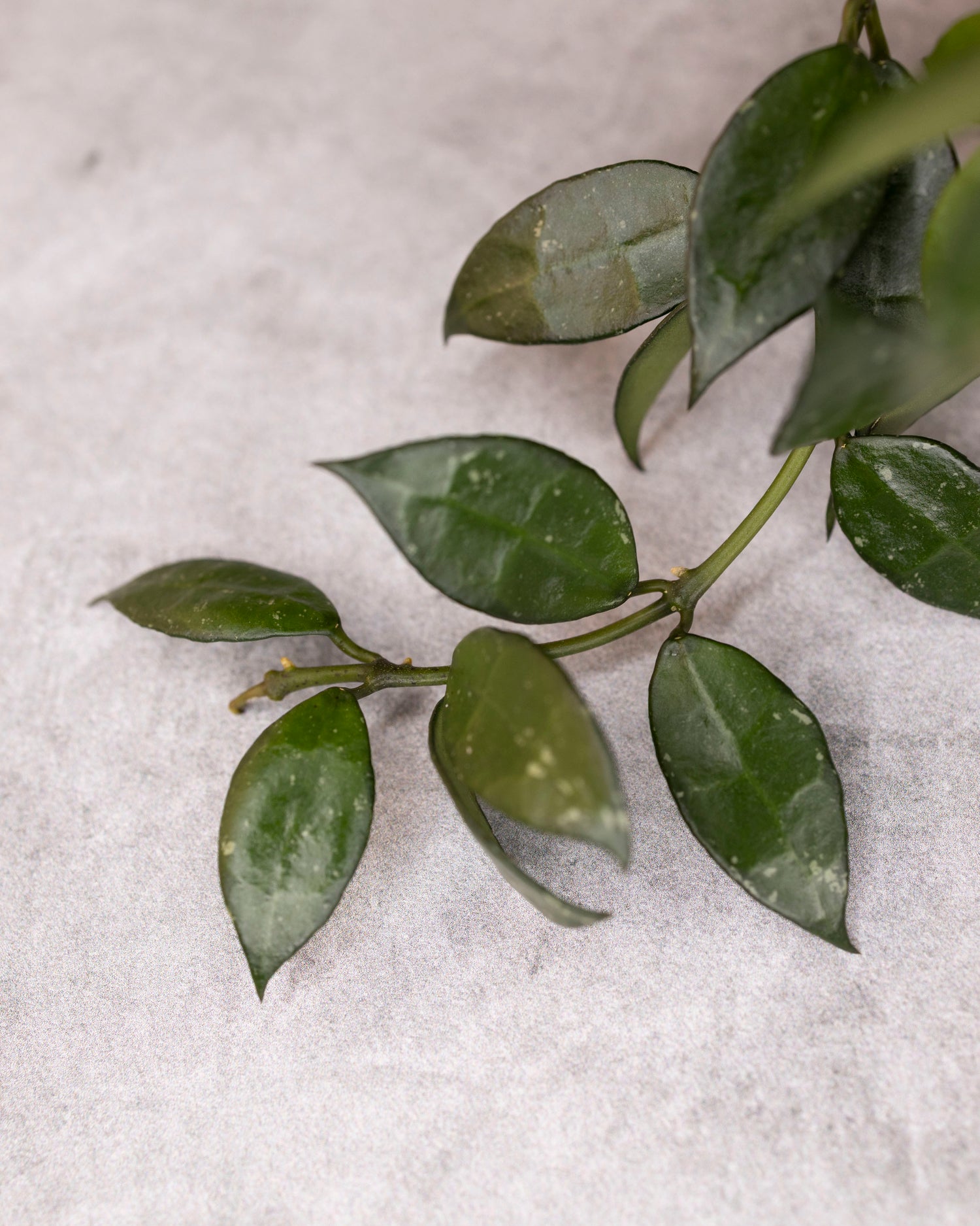 Green leaves on a light gray background